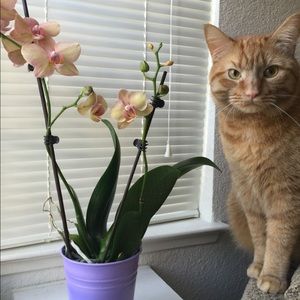 Meet your Posher, Lacey